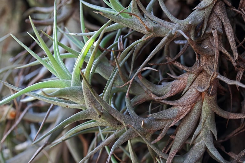 Air Plants