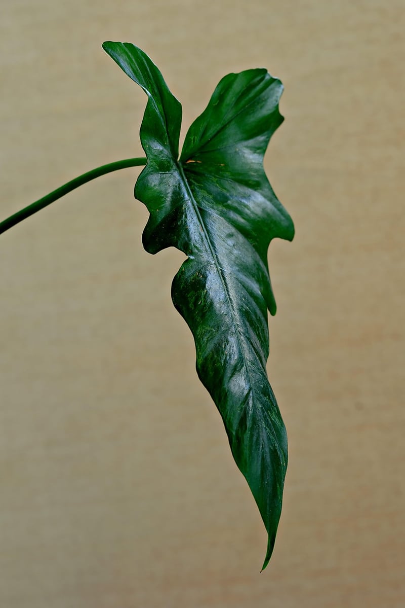 Pothos